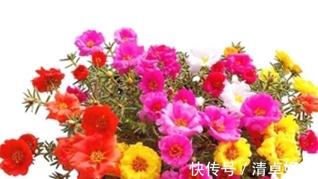 养花怕养不好就选三种花,有土有水就行,随手一养就爆盆!