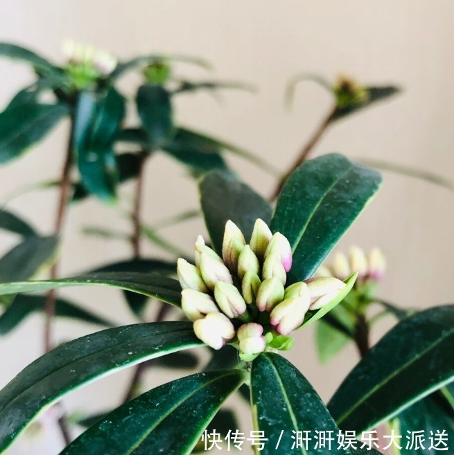 香味|喜欢养芳香花卉的人,客厅只养一盆“夺香花”,好闻又大气