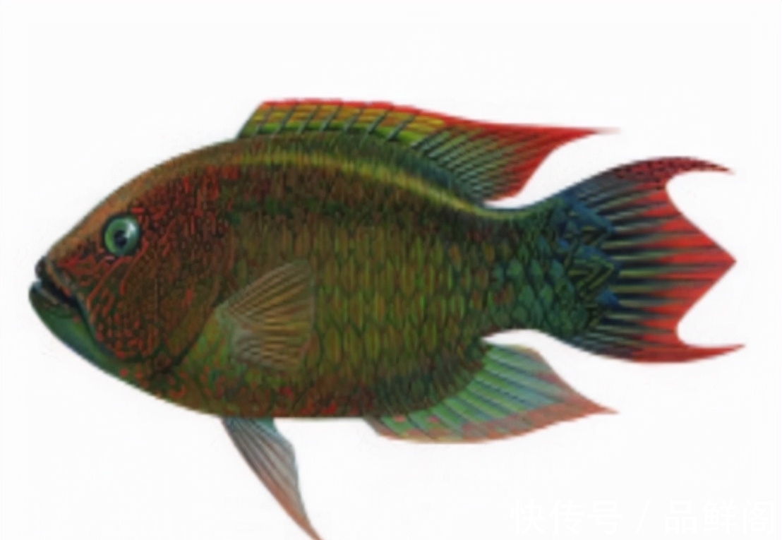 二甲基|5类鱼没营养,对人体有害,但很多人爱吃