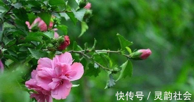 一种花美色艳的植物盆栽，寓意步步高升，非常美丽，深受人们喜爱