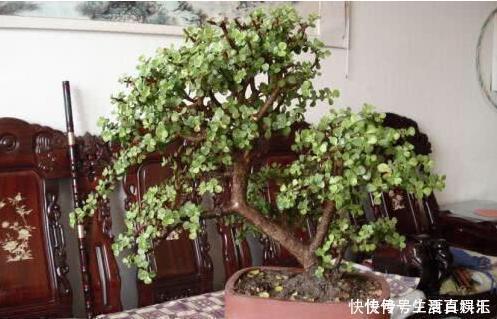 修剪|养金枝玉叶,一个小技巧,盆栽变成漂亮盆景,叶绿枝多姿态优美