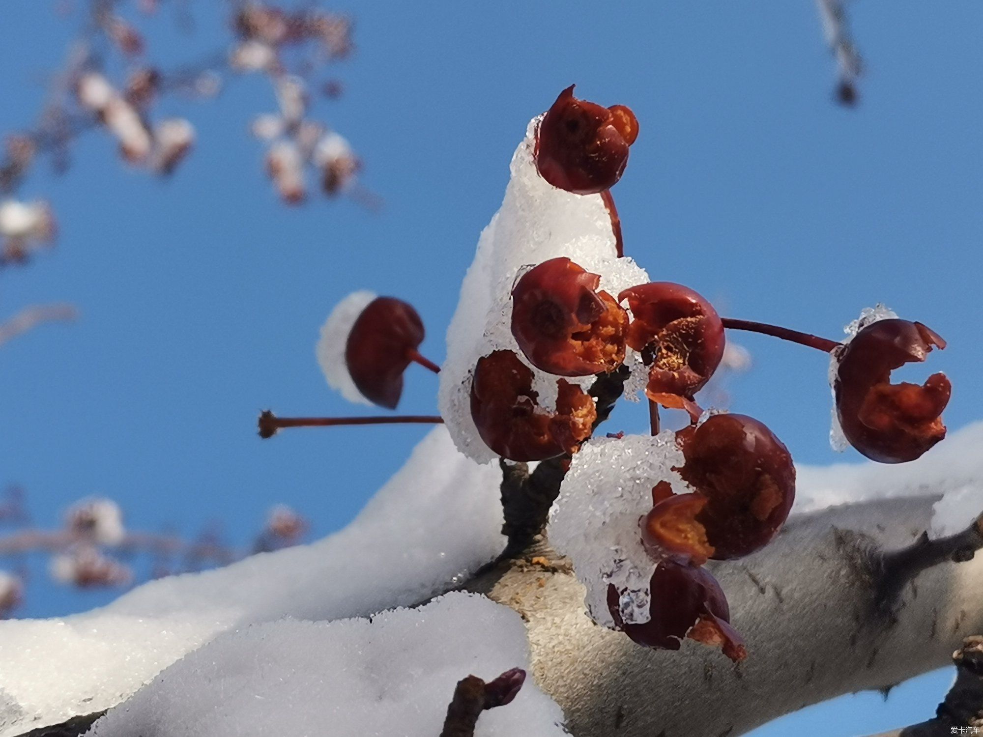 老年|【爱卡踏青季】踏雪寻梅