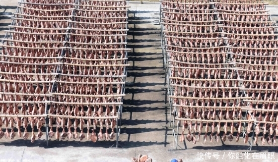 晾晒|金华火腿扎堆晾晒场面壮观,成品45元一斤