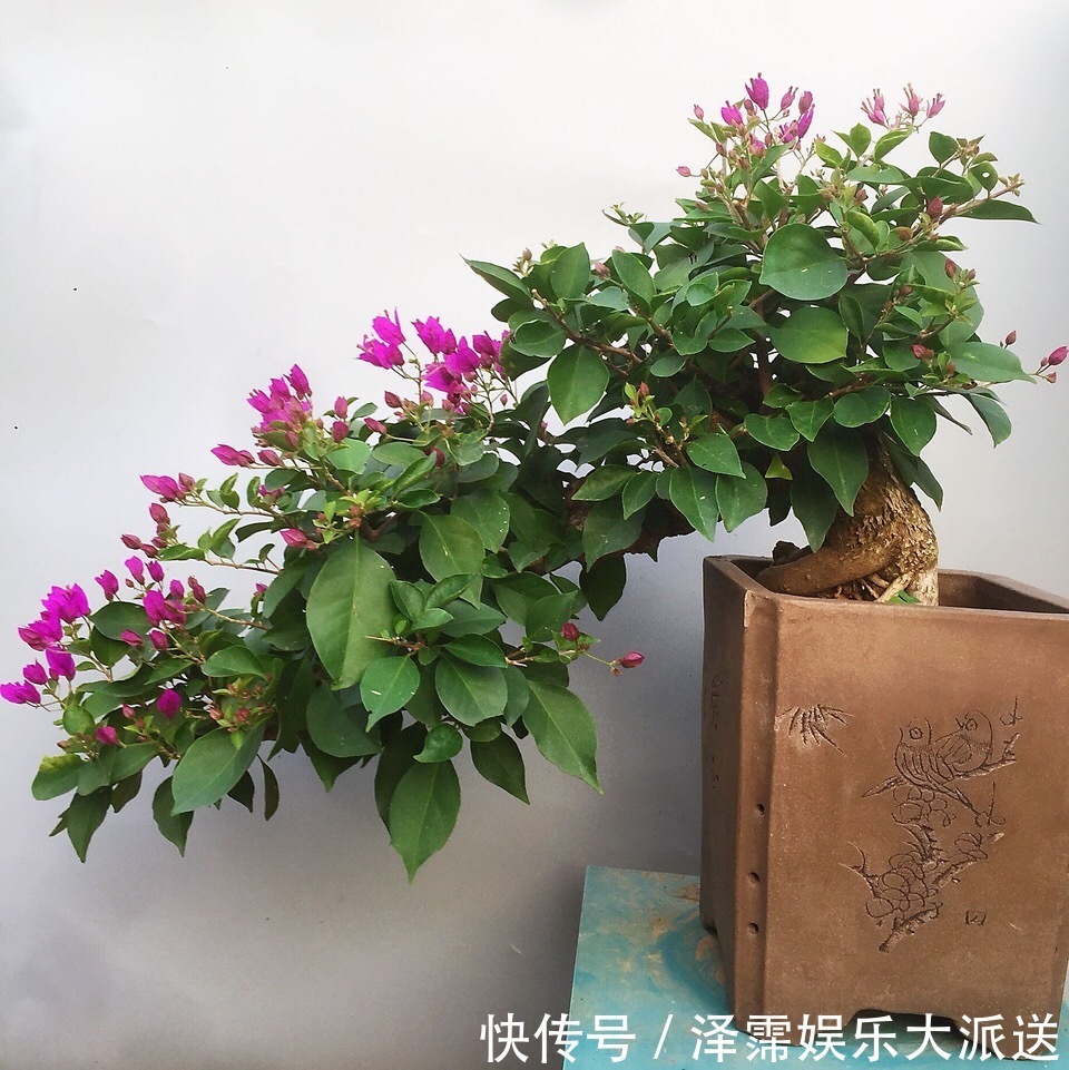 修剪|养三角梅，学老师傅的“4招”，五月花芽“嗖嗖冒”，1茬又1茬