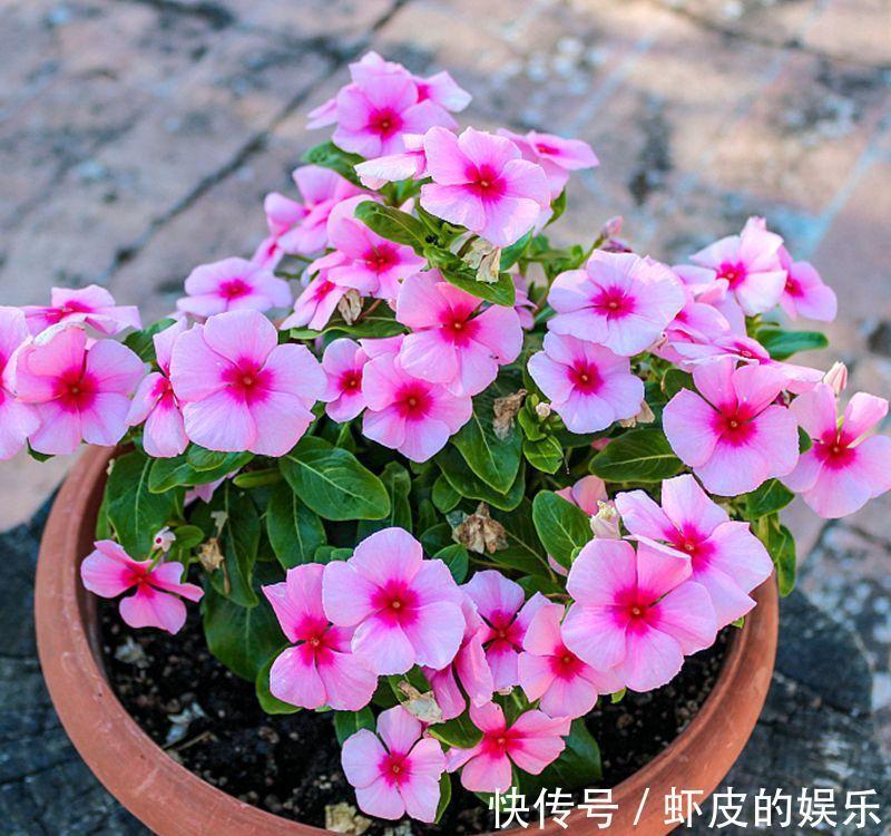 7种“勤快花”,就是“花机器”,365天开不败,从来不嫌累