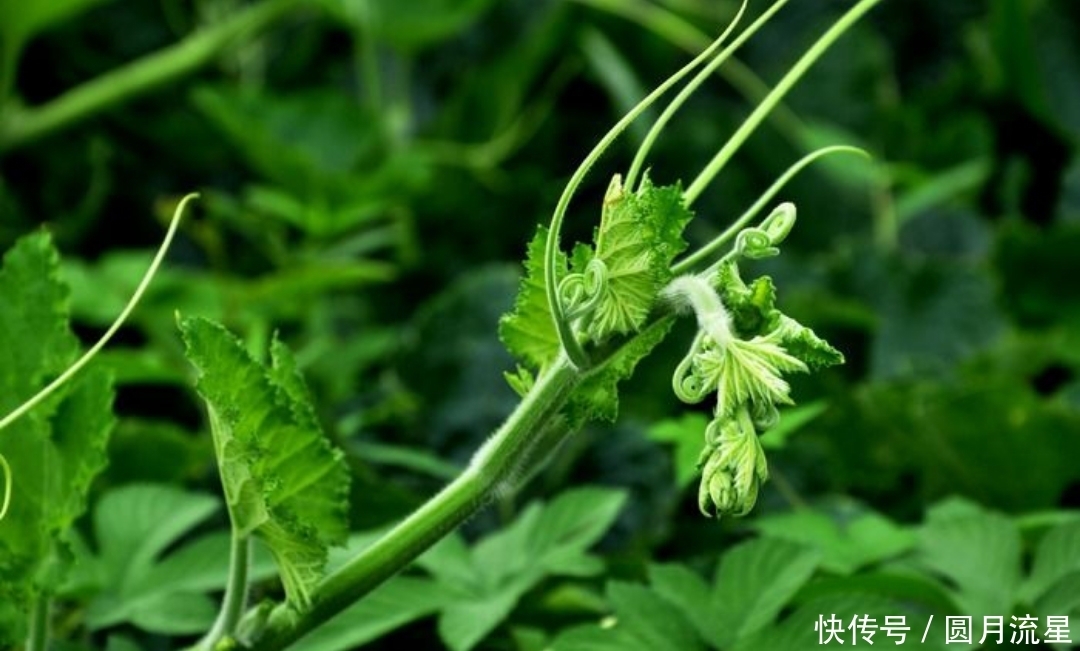  农村|农村喂猪的野菜，预防贫血，排毒养颜，功效多多，你认识吗