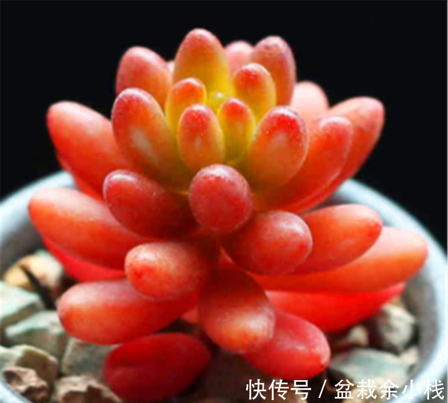 玉露|多肉中的6位“玉美人”，风姿绰约，晶莹剔透，养出状态太美了