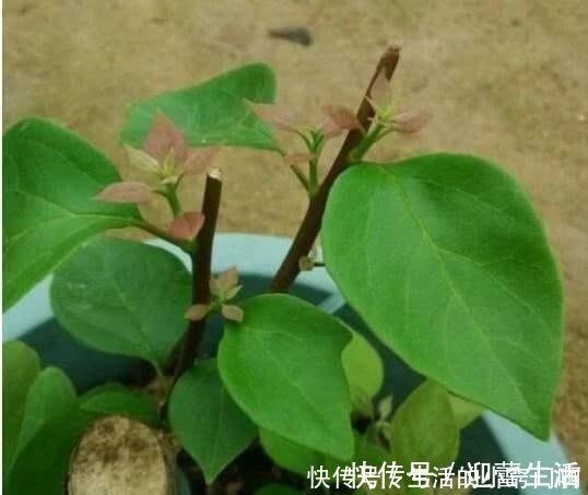 满枝|三角梅不开花,变“刺头”,教你2招拔出刺,满枝全是花球!