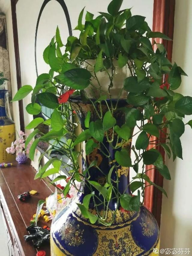 夏天养花,这个地方千万别摆,否则3天死翘翘