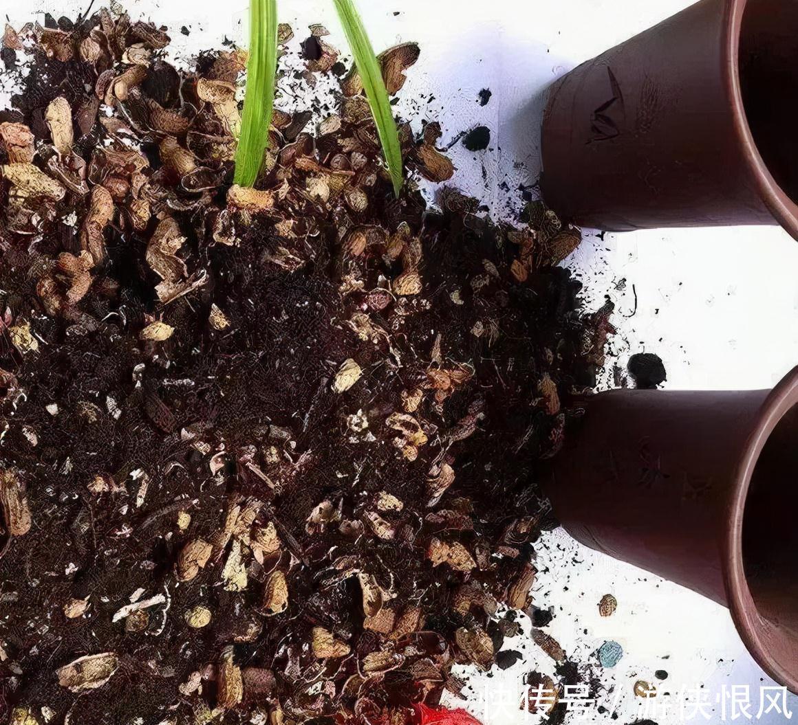 君子兰喂点“小零食”，叶片杠杠厚，花箭拔的高，开花大又艳