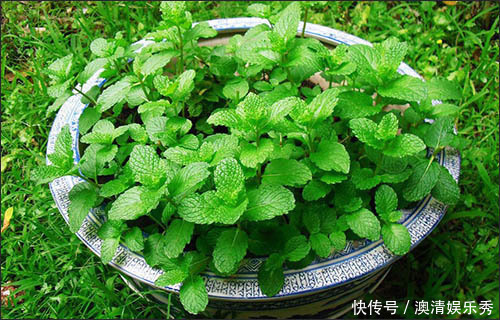 叶片|客厅种上4种花,大气上档次,越养越干净,来客倍有面子!