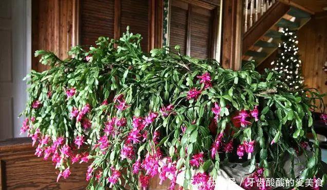 养花达人:38年前,掏家底儿买的2盆花,1盆被偷,1盆传给孙子