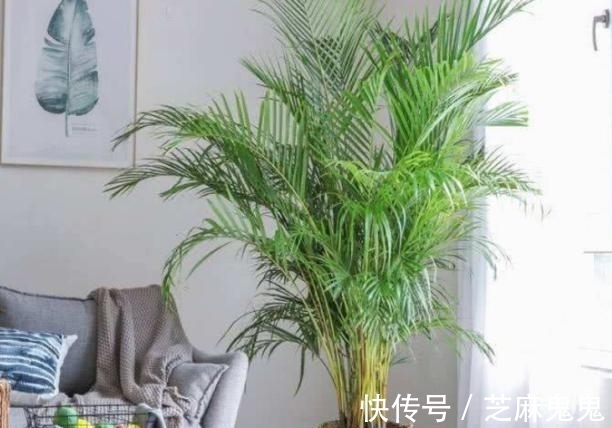 用这5样“废水”浇花，从此养花再不用犯愁水和肥的事情