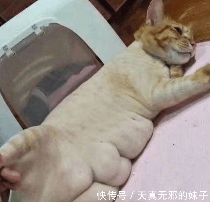 猫咪手上长了个小肉球