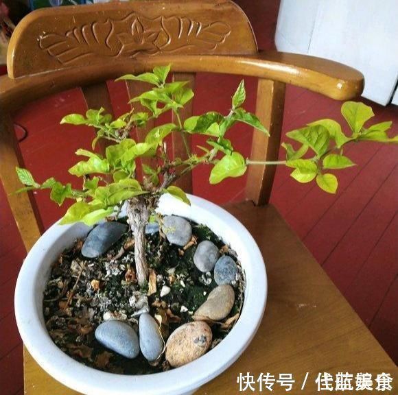 发黄|茉莉出现特殊“黄叶”，用“特殊”液体浇，一浇就发绿花朵呼呼冒