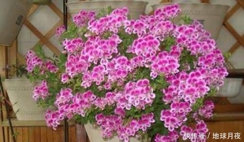 3种适合种在阳台的花,有1种就能变成花海!邻居看了回家偷偷效
