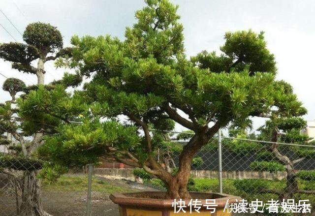 这“3”种花,放在家中最“保值”,养上数10年,几万都不卖