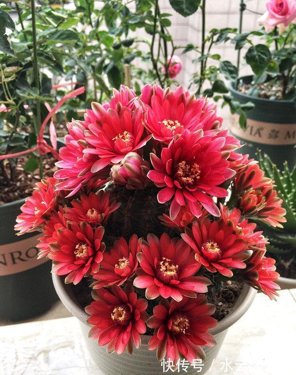 绣球花|4种花养家里,耐旱又耐晒,花开就爆盆,漂亮又好养!