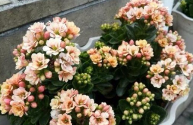 长寿花喝上“天然促花水”,30天就开爆盆,开完还开