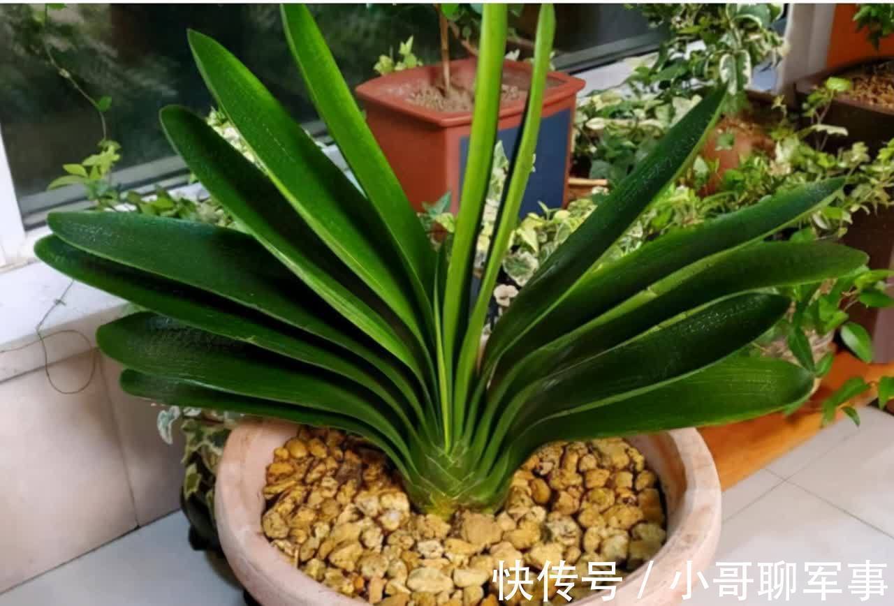 君子兰|九大“健康花”,建议大家养一盆,干净漂亮又吉祥