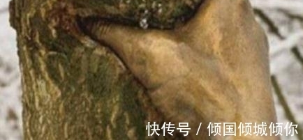第一眼看&这只大树之手,紧抓住大树几十年不放,有点意义