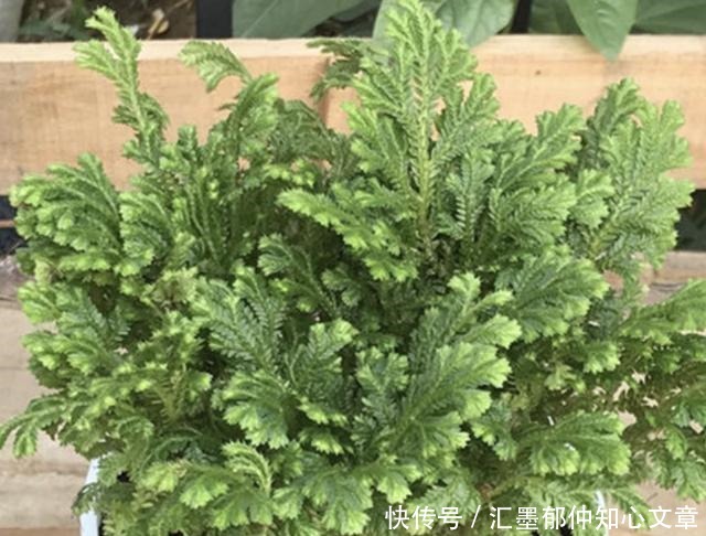 九死还魂草|石缝里看到“它”,别去踩,挖2棵种花盆上,1年成“盆景”,美!