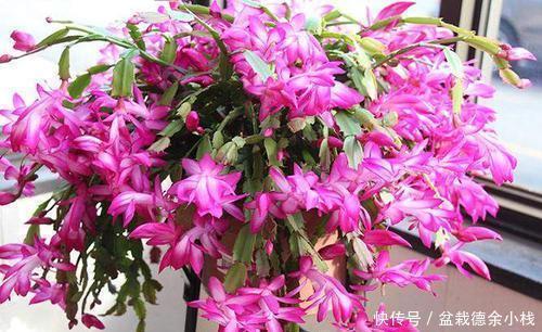 5种小盆栽花卉,种在小盆里,浇水懒一些,越长越漂亮!