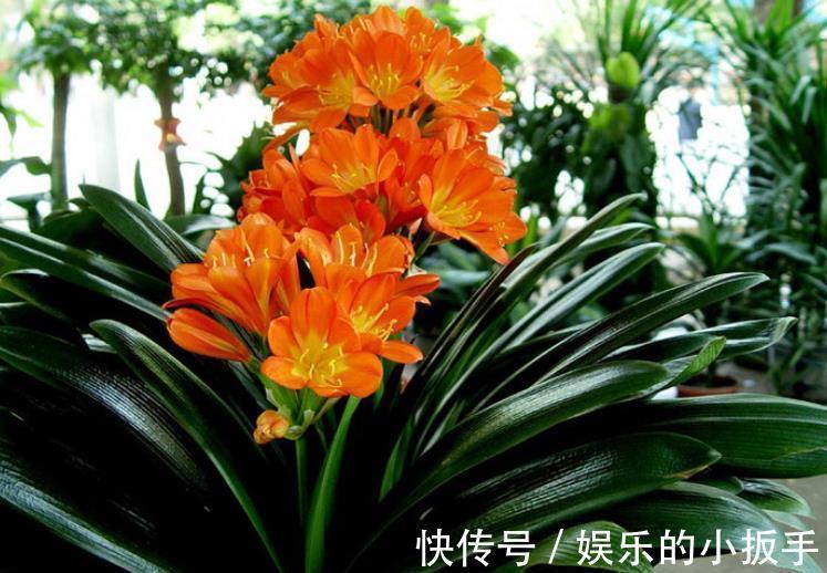 卧室养花,首选这3款,净化空气颜值高,摆上两盆睡觉香