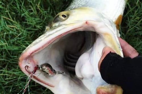 人称“水中老虎”,鱼中的害群之马,肉质鲜美,5000块只能买90斤