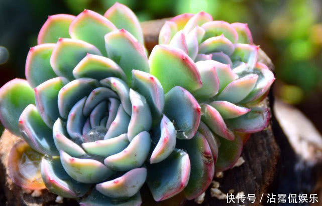 果皮肥|多肉不好养给它喂点“这种水”,快速上色越长越旺,爆盆不是梦