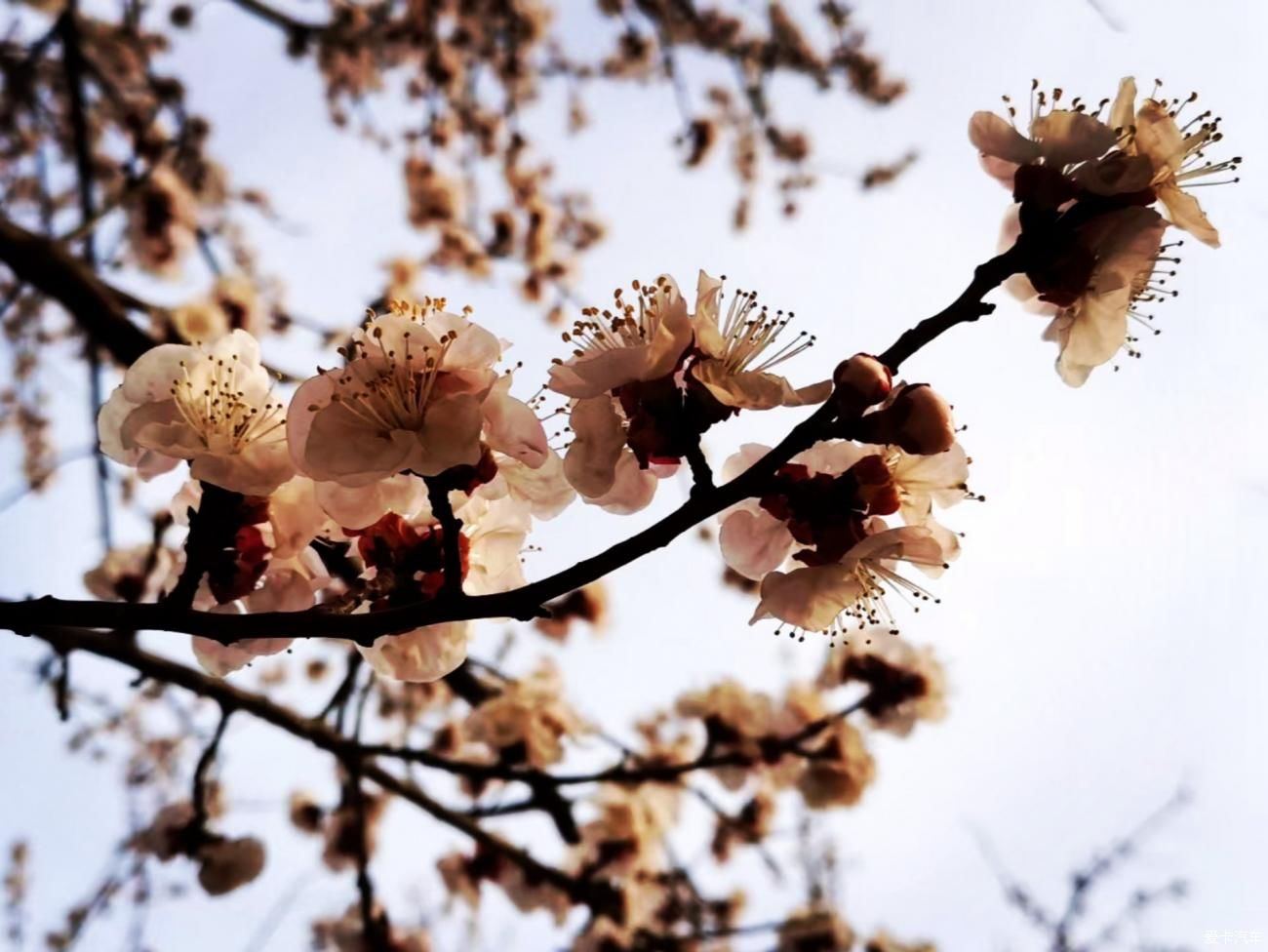 春来赏花忙，徘徊粉花乡。