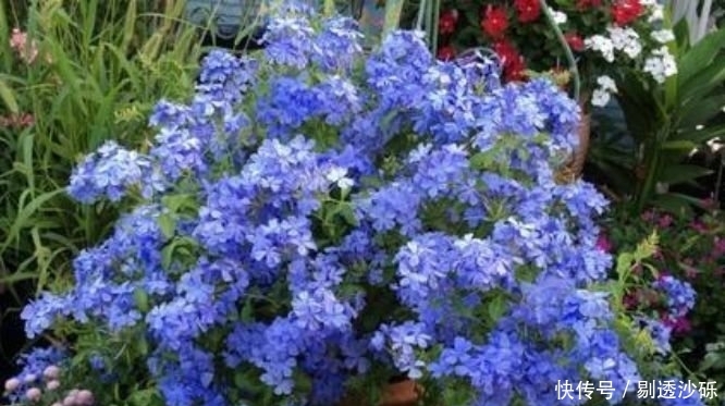 3种花好养易活，旺财又养人，比牡丹还美，年年开花美翻