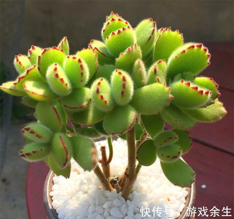 多肉中的美仙女,叶片鲜艳又肥美,颜值,气质俱佳,太可爱了