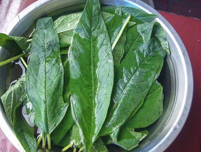 很多人都只吃种子,实际叶子才是真宝贝,20一斤供不应求