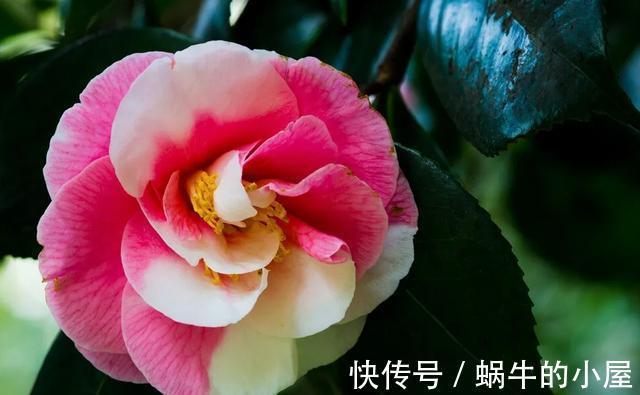 花期|盆栽茶花老是养不好,选择品种有技巧,试试以下经典的茶花品种