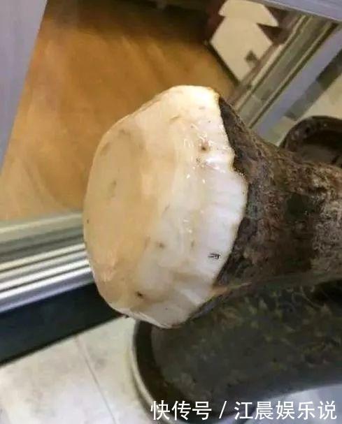 吊兰|出门最容易“捡到”的5种花,拿回家剪几刀,不花钱成好看盆栽