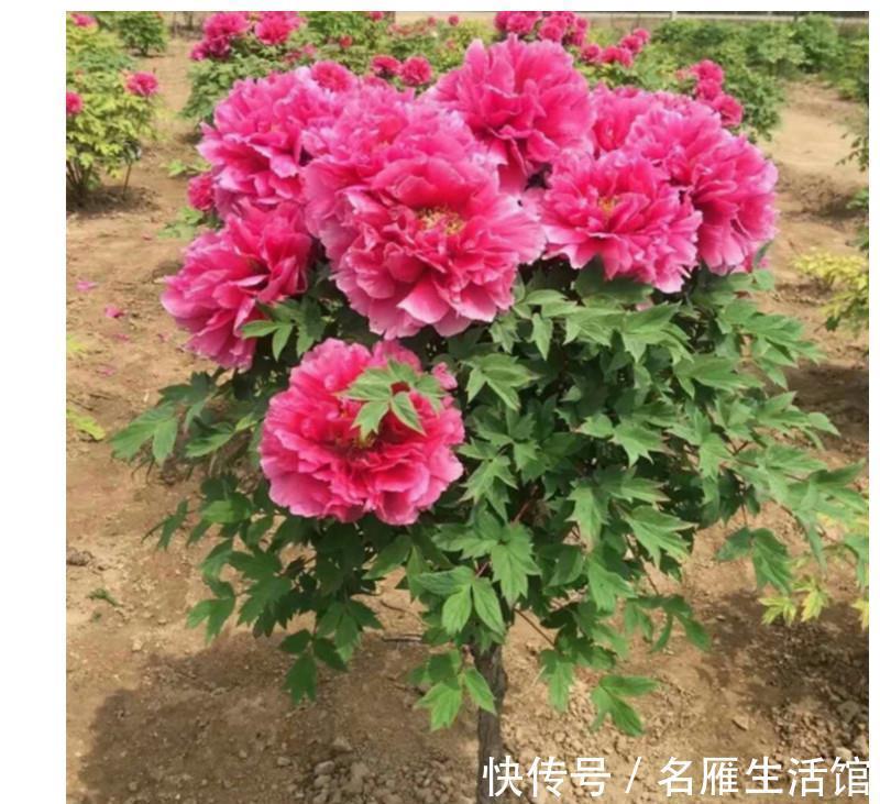 北方地区|4种“漂亮花”，能活一百年，长寿又富贵，越养越值钱