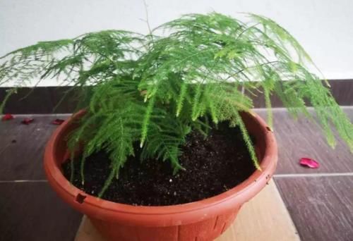 【值得收藏】集合常见的养花问题，帮分析病因、解决方法