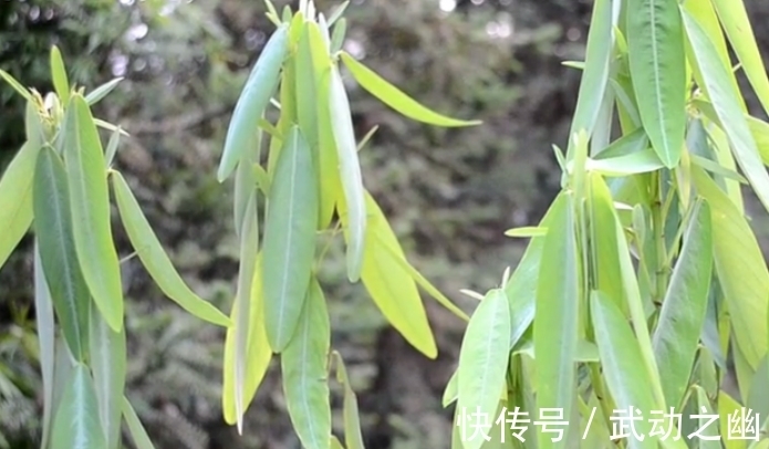 含羞草|这野草有魔力，人们见到就唱歌，俗称“求偶草”，大家认识吗？