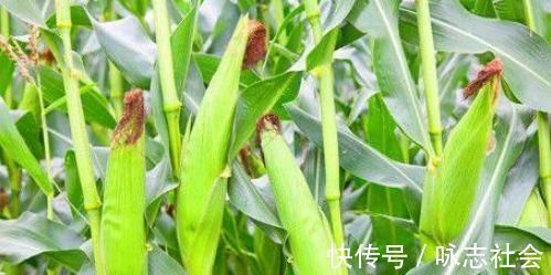 养生|想养生先排毒，常吃3种食物，清肠排毒、润肠通便，抗衰老气色好