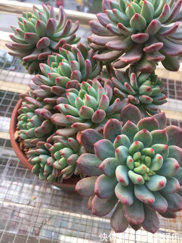 盆里加把灰,多肉一个月胖一圈,答案在这,其实很简单