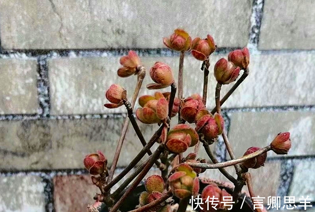 多肉|立秋以后,如果多肉还没从休眠中醒来,可以对它们做这些事