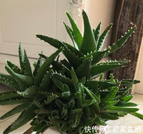 养花不会浇水，教你3个判断方法，养啥花都适用，再也不怕浇错水
