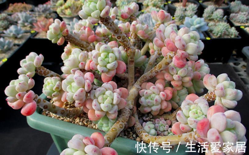 美极了|5款漂亮多肉，比绿萝好养，长势旺上色美，香味清新沁人心脾