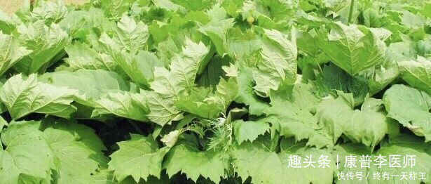 女人气色差,坚持吃的食物,滋阴美容、调理血气、促进血液循环