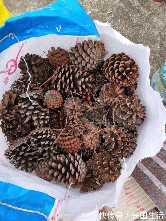 花盆|养花有必要加“底肥”吗老花匠教你这样做,植物根系又粗又壮