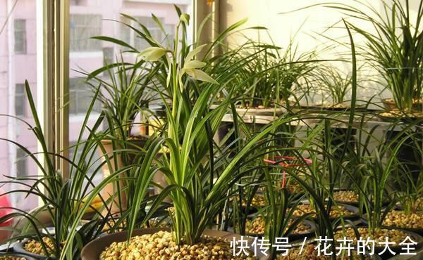 浇水|兰花中的珍品大雪素，花如其名雅致素朴，简单养殖就能爆盆