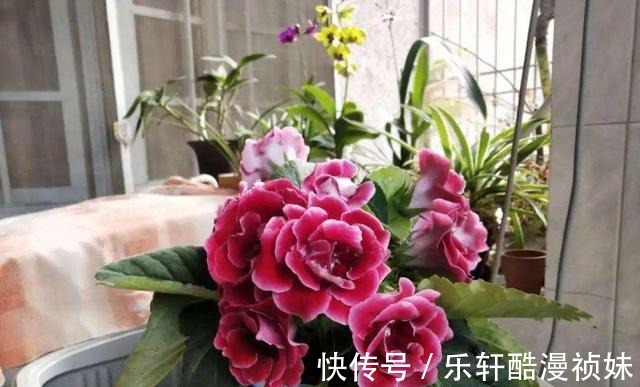 8种“洋气花”，天冷别喷水，不然黄叶、掉花苞，越养越难看