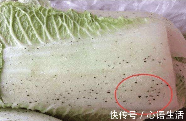 吃了那么多年大白菜，你知道大白菜上的黑点，到底是什么吗