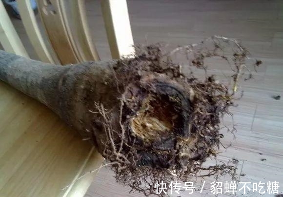 秋冬发财树怎么养？知道这4点就够了，保证枝繁叶茂